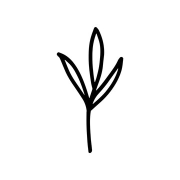 Hand-drawn botanical element on white background. Black plant doodle vector.