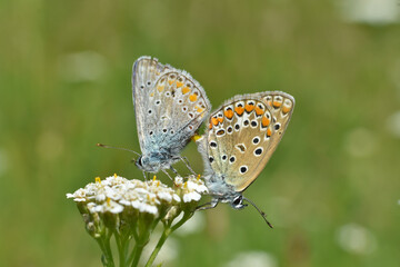 Naklejka na ściany i meble Mating Polyommatus icarus. A pair of Close Up beautiful Lovely mating Common Blue Butterflies
