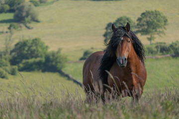 caballo color café pastando en una campa en plena naturaleza al aire libre © IOBENGO