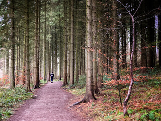 Walking through the forest - lone distant figure follows a trail
