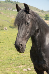 Obraz premium Close up of a black horse outdoors