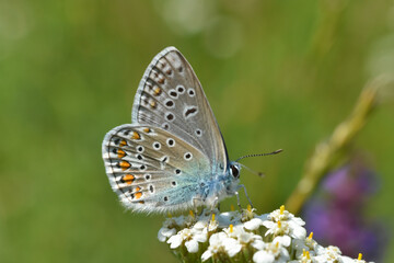 Fototapeta na wymiar Common blue butterfly, Polyommatus icarus. Closeup of a Common Blue butterfly resting in a meadow
