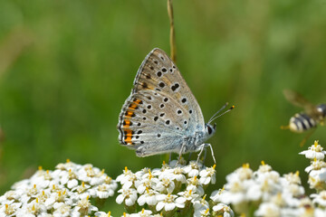Fototapeta na wymiar Male Butterfly Sooty Copper (Lycaena tityrus) side view, blurred background. Little blue butterfly on meadow