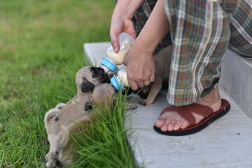 Cute puppies brown Pug eating goat milk in nursing bottle