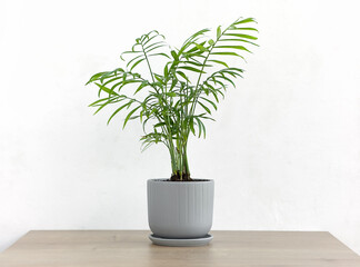 Decorative hamedorea or Areca palm in a modern flower pot on a wooden table against a white wall background. Home Gardening concept.