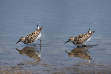 semi palmated sandpiper feeding at lake on beautiful summer day
