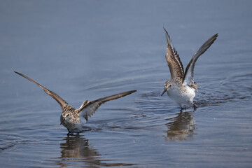 Fototapeta premium Semi palmated sandpipers fighting over best feeding spots at lake. Very aggressive flying scratching and pecking each other, on beautiful sunny day the beach