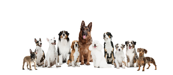 Art collage made of funny dogs different breeds posing isolated over white studio background.