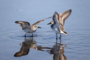Semi palmated sandpipers fighting over best feeding spots at lake. Very aggressive flying scratching and pecking each other, on beautiful sunny day the beach