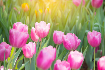 pink tulips in spring