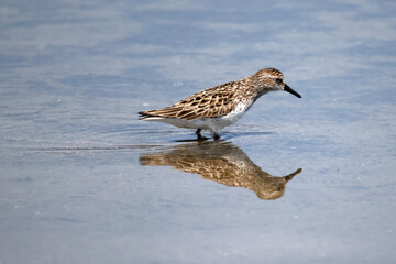 semi palmated sandpiper feeding at lake on beautiful summer day
