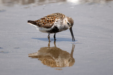 Dunlin, sandpiper species with black belly patch and bigger, feeds and wades on a beautiful sunny summer day at the beach