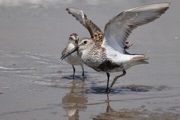 Dunlin with black belly patch feeding at lake on beautiful summer day