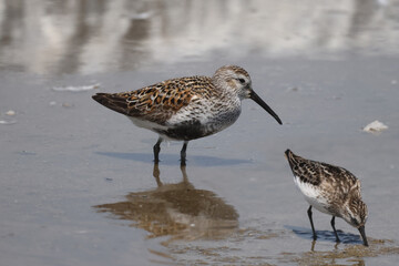 Dunlin, sandpiper species with black belly patch and bigger, feeds and wades on a beautiful sunny summer day at the beach