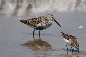 Dunlin, sandpiper species with black belly patch and bigger, feeds and wades on a beautiful sunny...