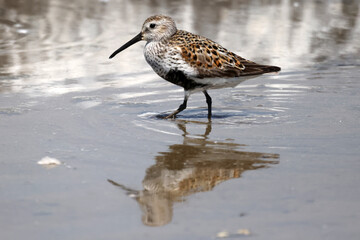 Dunlin, sandpiper species with black belly patch and bigger, feeds and wades on a beautiful sunny summer day at the beach