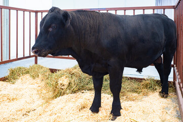 Adult bull of Aberdeen Angus breed. Adult black bull stands in corral. Concept - breeding of cows. Valliere for keeping cows. Agriculture. Breeding cattle. Sale of cows Aberdeen Angus.