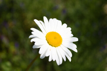 Fototapeta premium oxeye daisy flower head close up on foliage background
