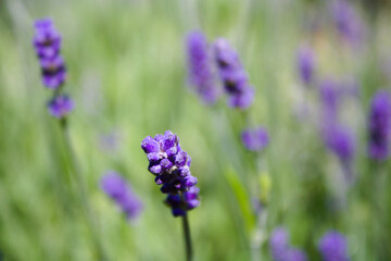 Obraz premium Close up of blossoming lavender in the field, selective focus, full frame, sunny day