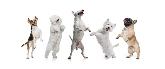 Art collage made of funny dogs different breeds posing isolated over white studio background.