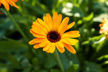 Yellow medical calendula flower close-up on a blurred background of green leaves.