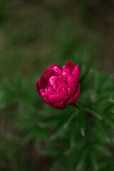 peony flower closeup