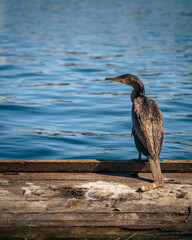 Cormorant from behind on wooden ground at the shore