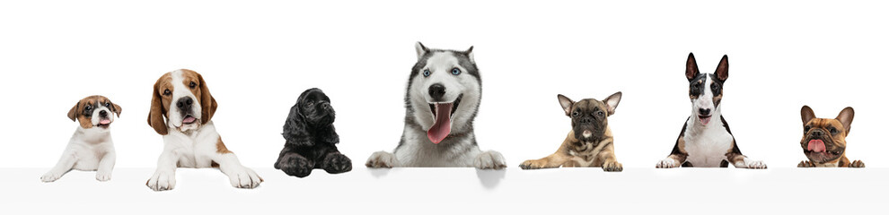 Art collage made of funny dogs different breeds posing isolated over white studio background.