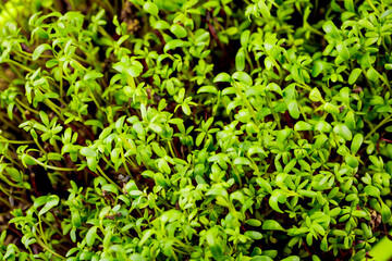 Micro green sprouts grow in a tray in the kitchen.