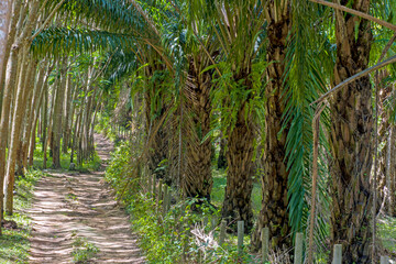 Oil palm plantation.