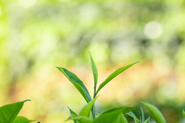 Close-up fresh tea leaves in plantation