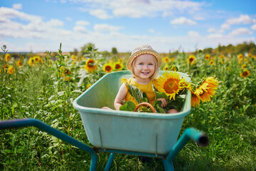 Adorable toddler girl in straw hat sitting in wheelbarrow near sunflower field at farm