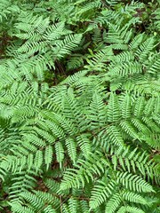 green fern leaves