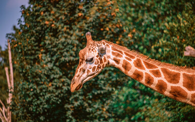 Andy Warhol Pop-Art Kunstwerk minimalistisch Poster - Art Style Giraffe - Giraffenkuh im Tierpark und Zoo in Hodenhagen
