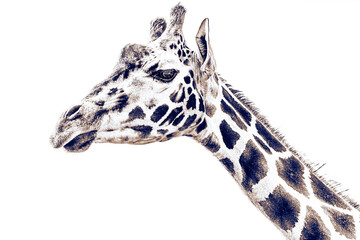 Andy Warhol Pop-Art Kunstwerk minimalistisch Poster - Art Style Giraffe - Giraffenkuh im Tierpark...