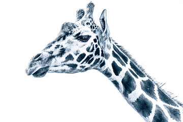 Andy Warhol Pop-Art Kunstwerk minimalistisch Poster - Art Style Giraffe - Tierpark und Zoo