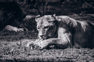 Tierpark in Hodenhagen - Ein prachtvoller Löwe zerkaut seine Beute im Serengeti-Park Resort -...