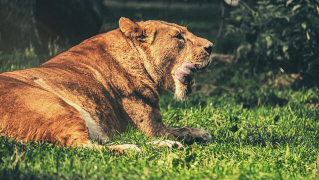 Meine Beute! Ein prachtvoller L&ouml;we zerkaut seine Beute im Serengeti-Park Resort Zoo in Hodenhagen und leckt sich die Z&auml;hne