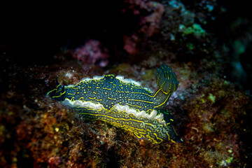 Sternschnecke im ionischen Meer