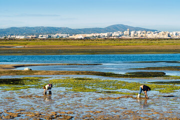 Ria Formosa during low tide with people gathering the seafood in Algarve, Portugal