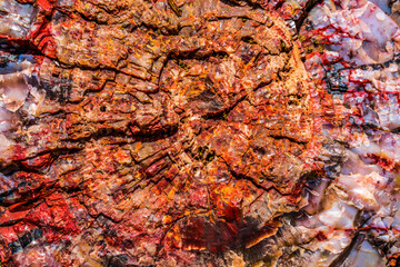 Obraz na płótnie Canvas Petrified Wood Rock Log Abstract National Park Arizona