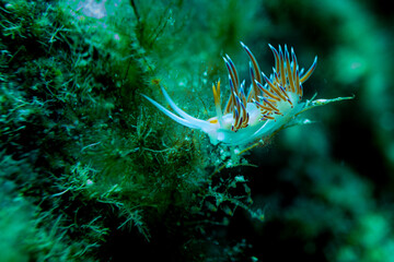 Flabellina im ionischen Meer © Andi K