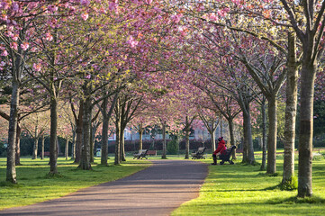 Beautiful spring view of blooming pink cherry (Prunus Shogetsu Oku Miyako) trees almost empty alley and walking path during COVID-19 lockdown, Herbert Park, Dublin, Ireland. Soft and selective focus