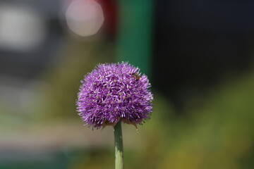 a blooming purple onion on which a bee sits