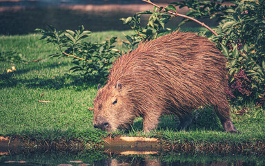 Capybara - Wasserschwein Meerschwein im Serengeti Tierpark in Hodenhagen
