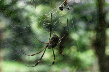 spider on the web