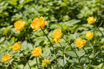 A group of yellow Trollius flowers with green leaves is in the summer forest