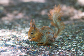Naklejka na ściany i meble squirrel in the park eating sunflower seeds