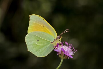 Gonepteryx cleopatra ( Cleopatra butterfly), yellowish green butterfly on flower with greenish...