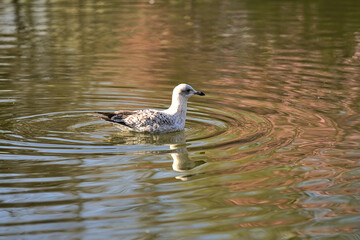 Beautiful closeup view of Western European Herring Gull (Larus argentatus argenteus) with reflection in pond water in Herbert Park, Dublin, Ireland. Soft and selective focus